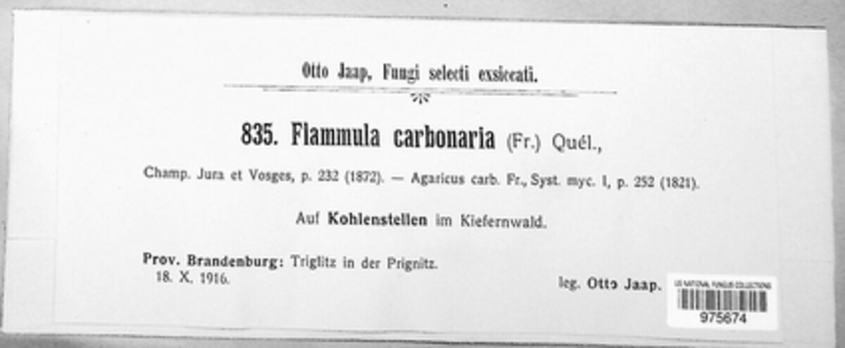 Pholiota carbonaria image